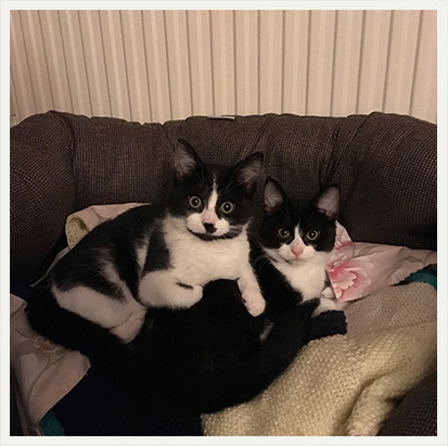 kittens