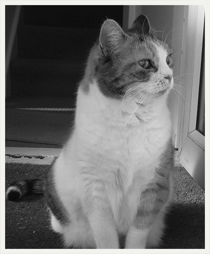 ollie